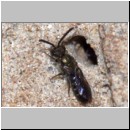 Lasioglossum cf morio - Furchenbiene 04 5mm.jpg